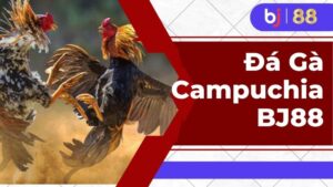 Đá gà Campuchia BJ88 nhận về nhiều sự quan tâm trong thời gian gần đây